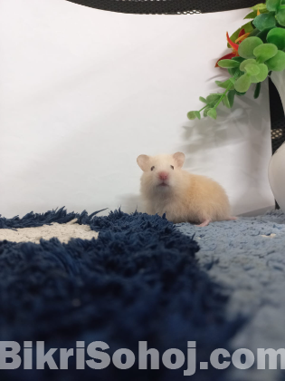 2 Syrian Hamster